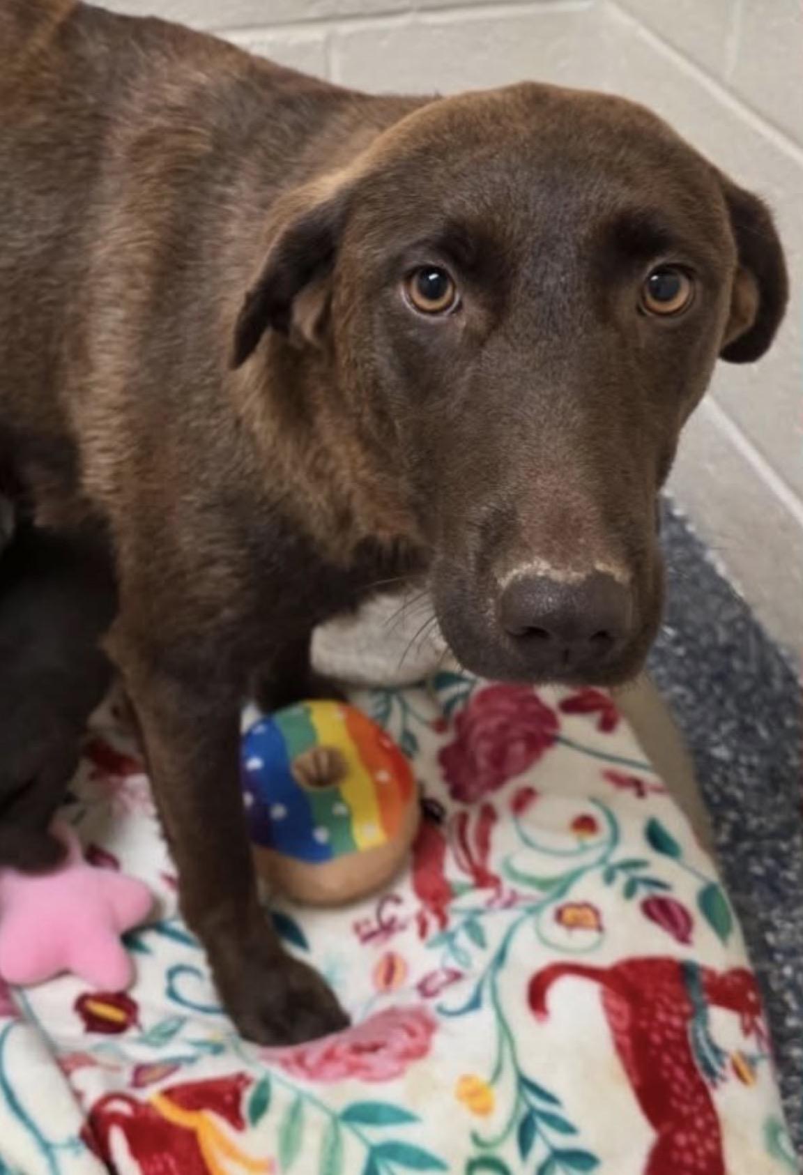 Sun, Adoptable, Adult Female Chocolate Labrador Retriever & Chesapeake Bay Retriever.