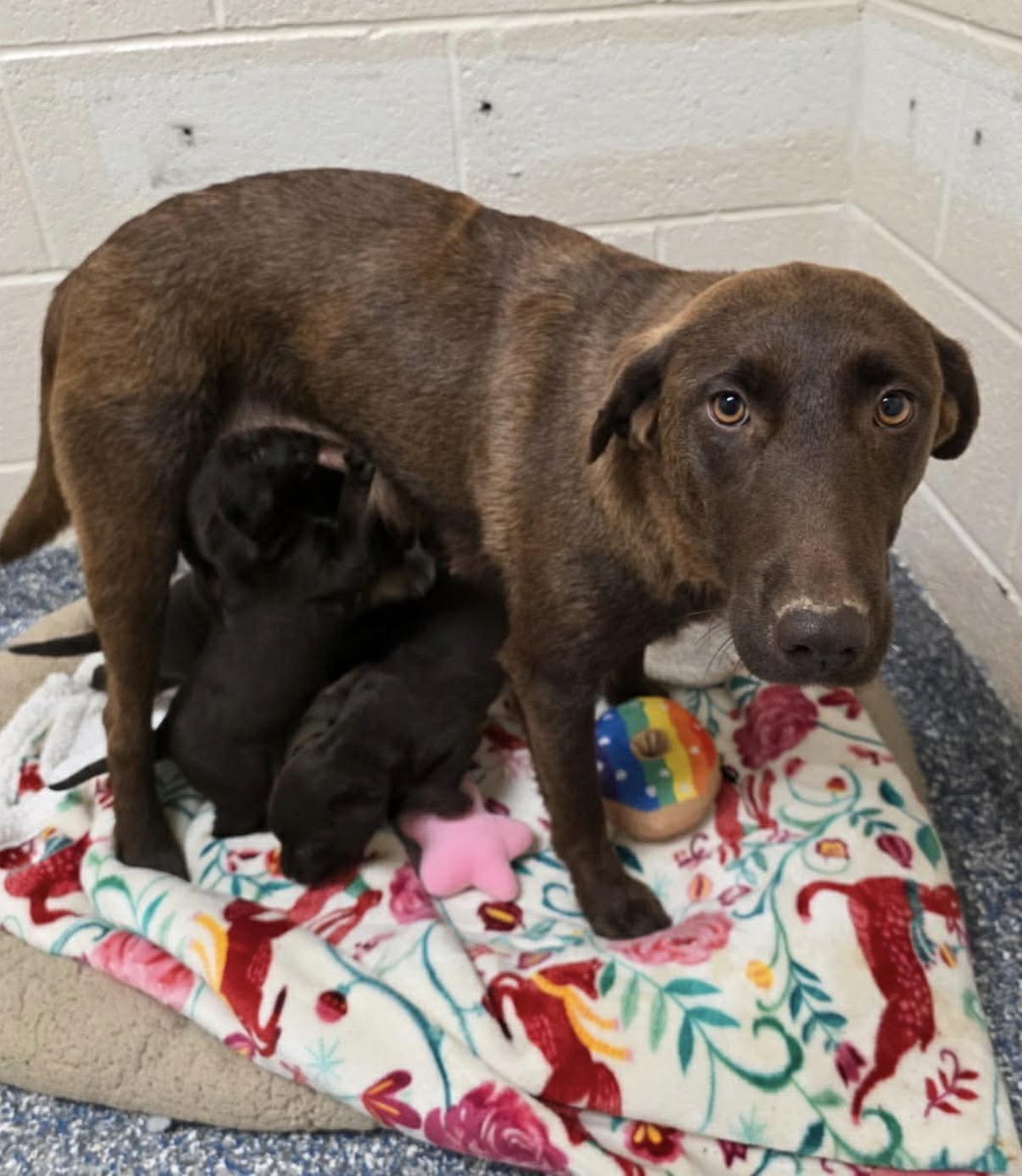 Enlarge Sun, a Adoptable mixed breed in Hamilton , NJ image 2/2