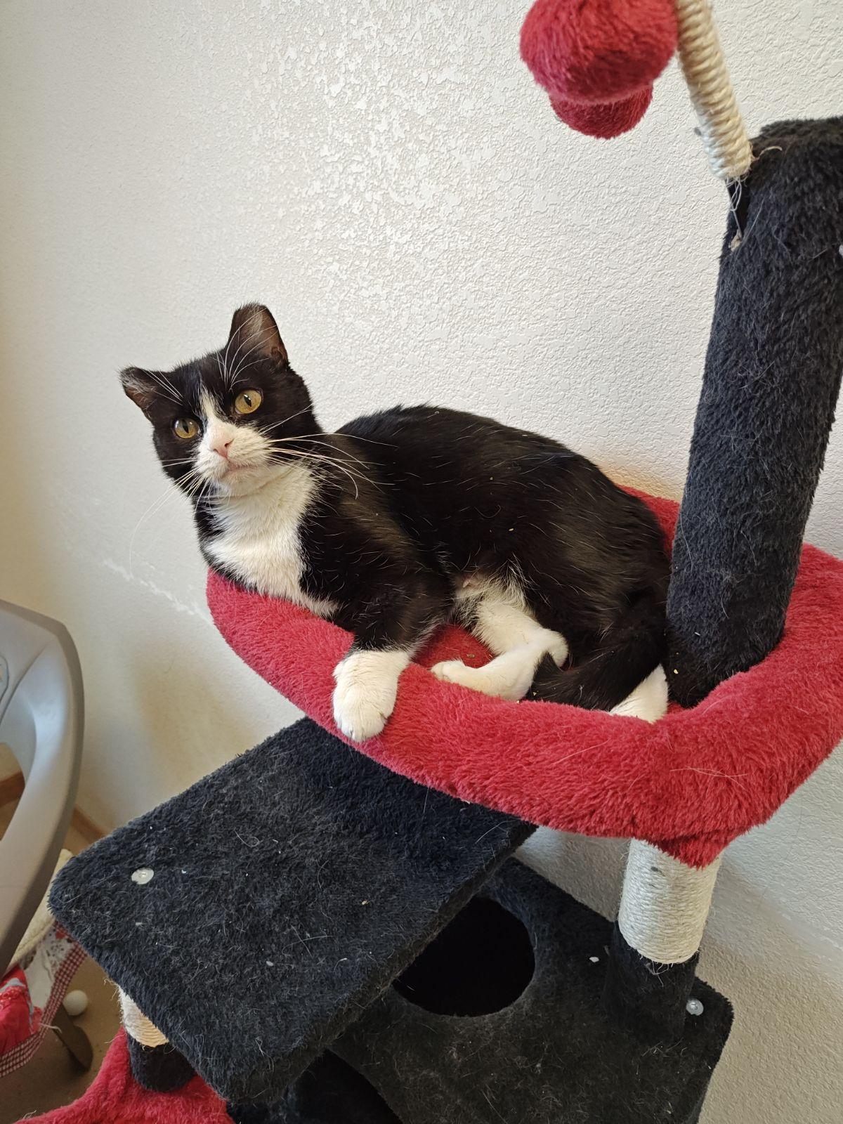 Noel, Adoptable, Adult Female Domestic Short Hair.