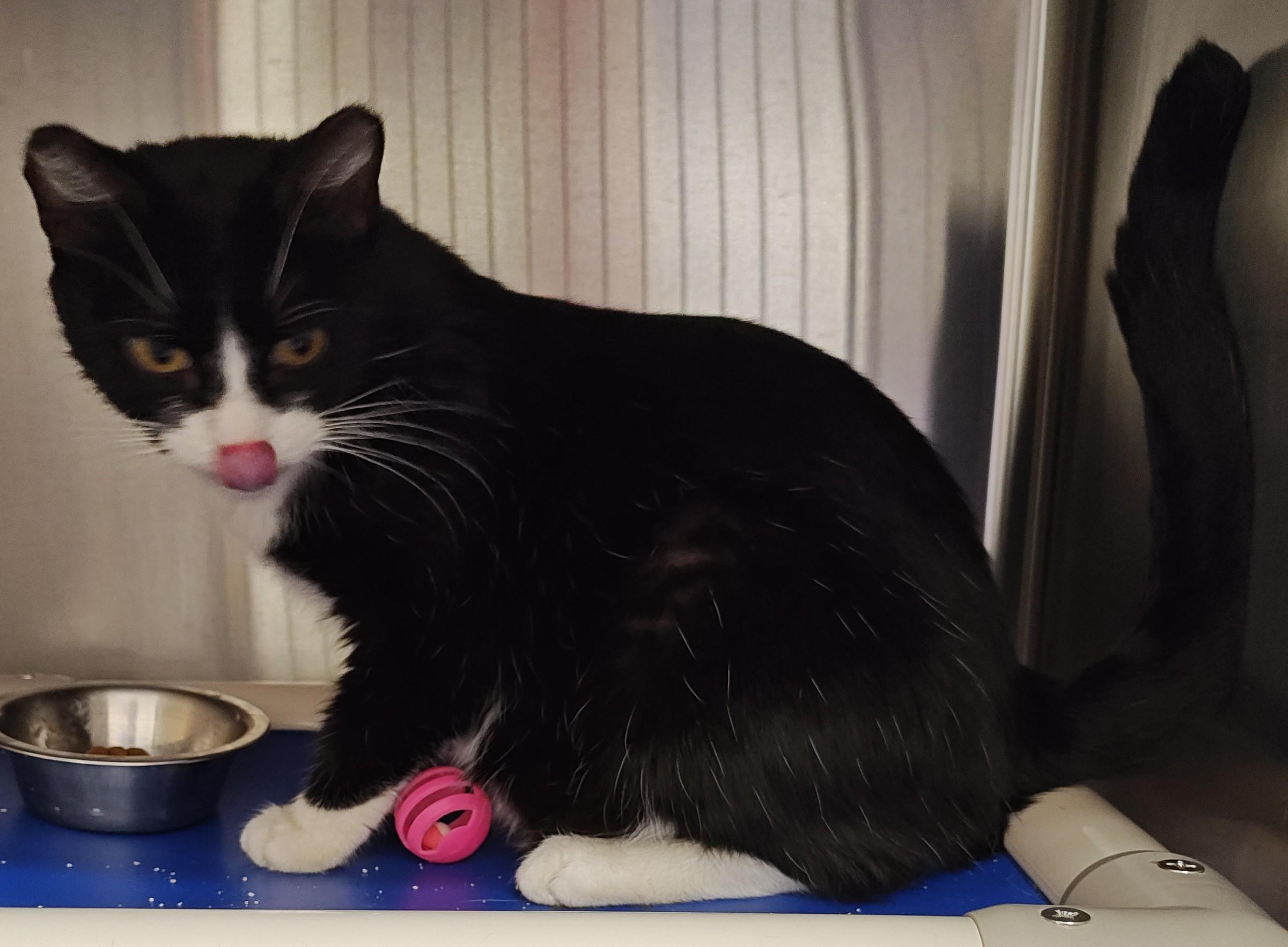 Noel, Adoptable, Adult Female Domestic Short Hair.