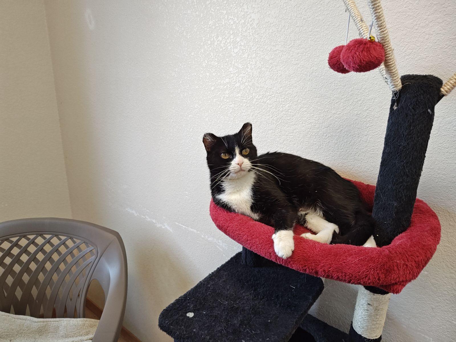 Enlarge Noel, a Adoptable Domestic Short Hair in Wahpeton, ND image 4/4