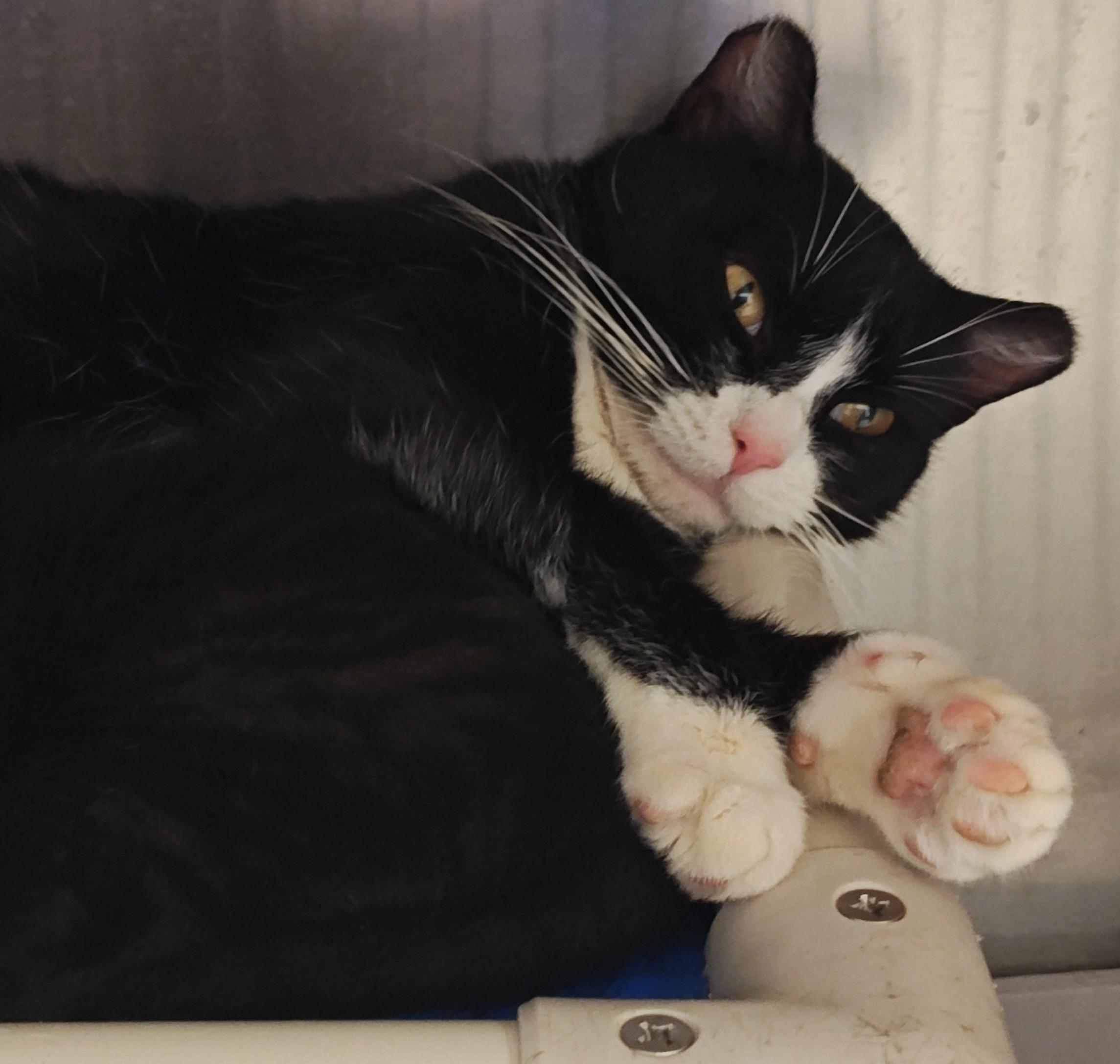 Enlarge Noel, a Adoptable Domestic Short Hair in Wahpeton, ND image 2/2