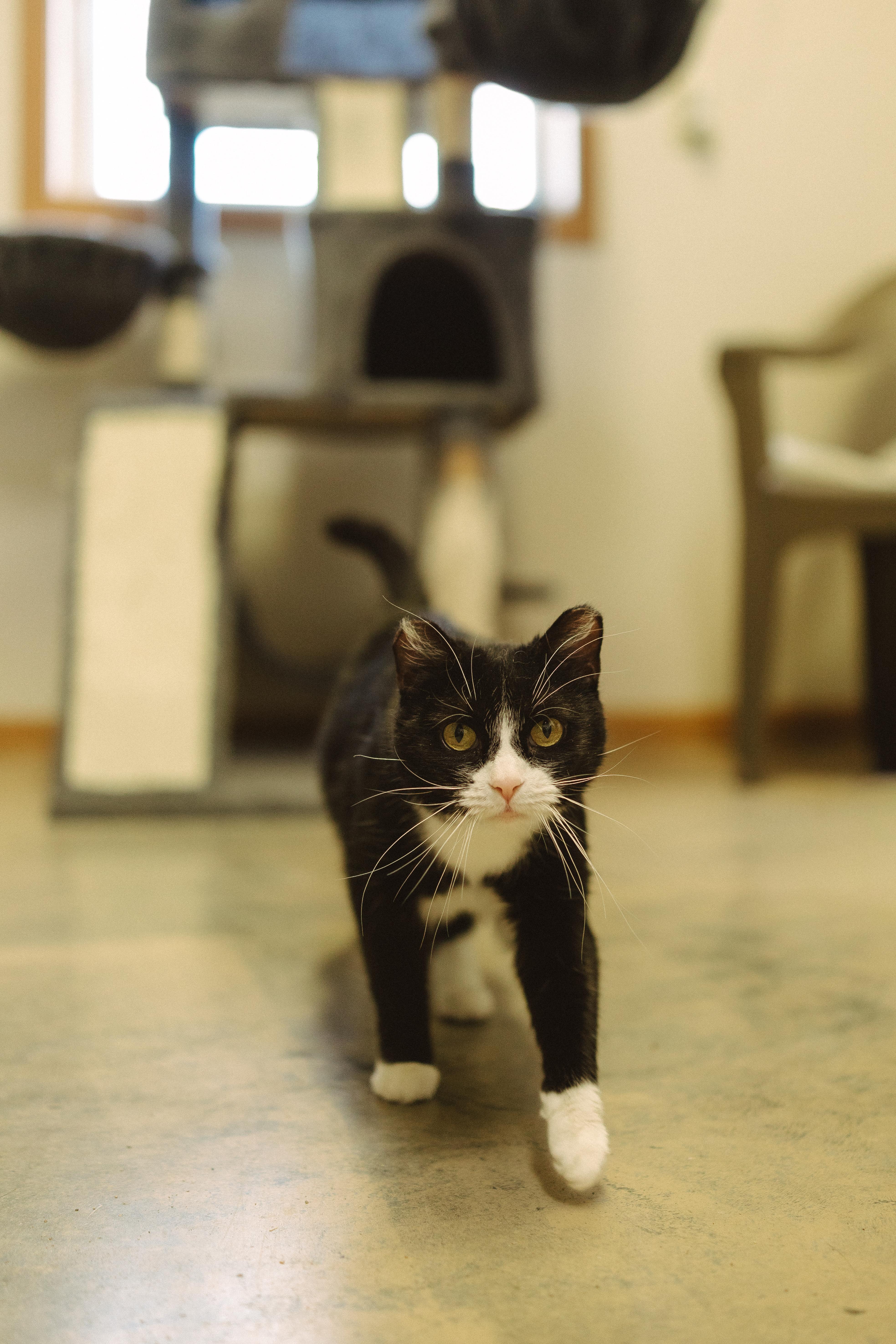 Enlarge Noel, a Adoptable Domestic Short Hair in Wahpeton, ND image 6/6