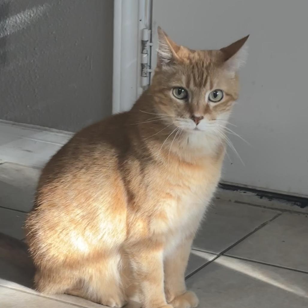 Peewee, Adoptable, Adult Male Domestic Short Hair.