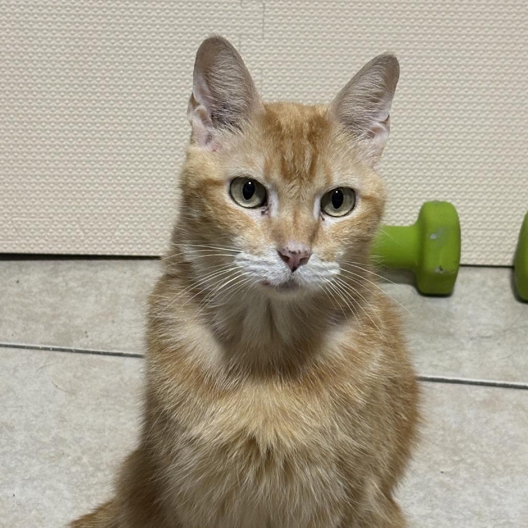 Enlarge Peewee, a Adoptable Domestic Short Hair in Houston, TX image 2/4