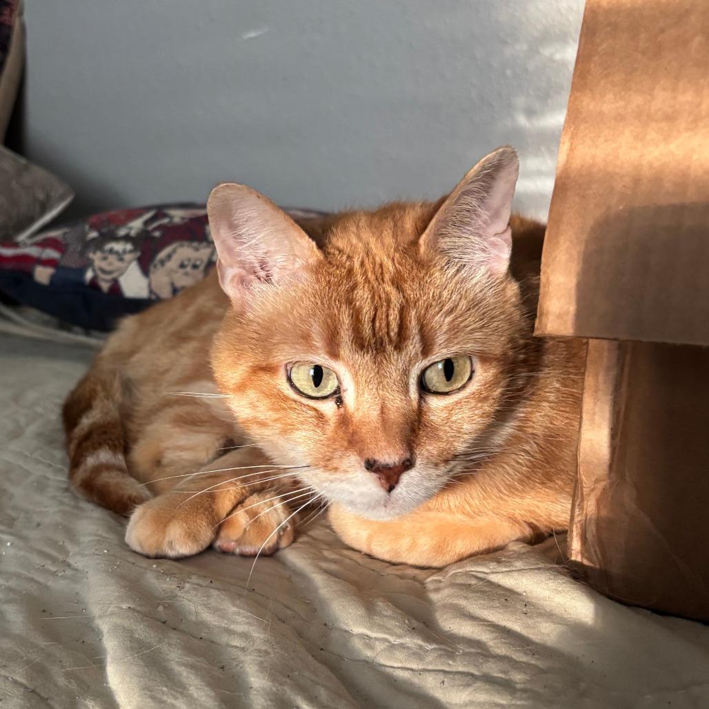 Enlarge Peewee, a Adoptable Domestic Short Hair in Houston, TX image 3/4