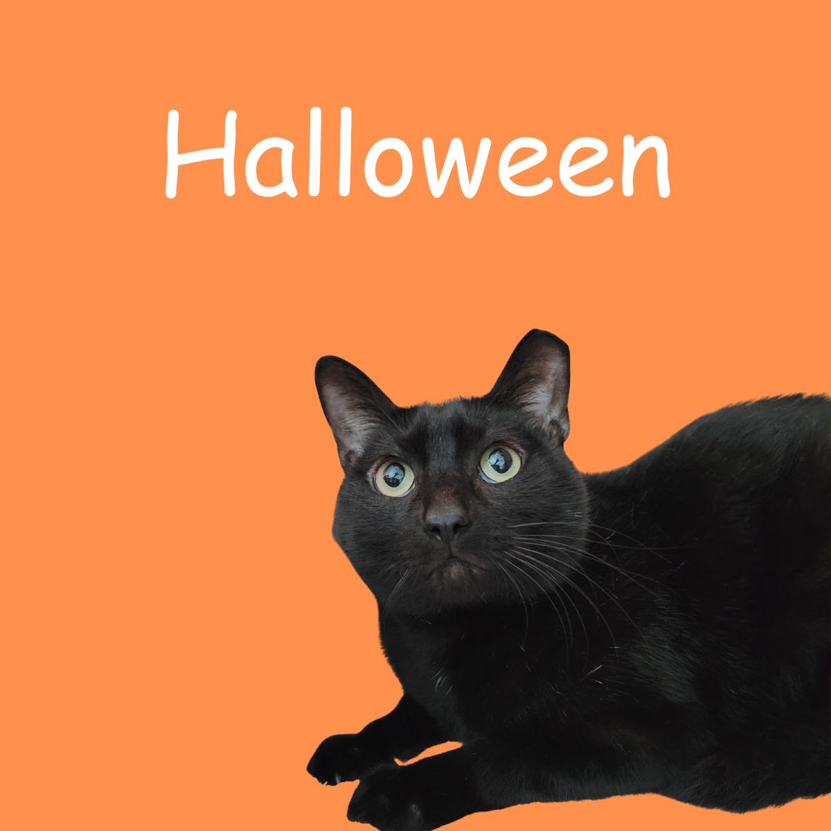 Halloween, Adoptable, Adult Male Domestic Short Hair.