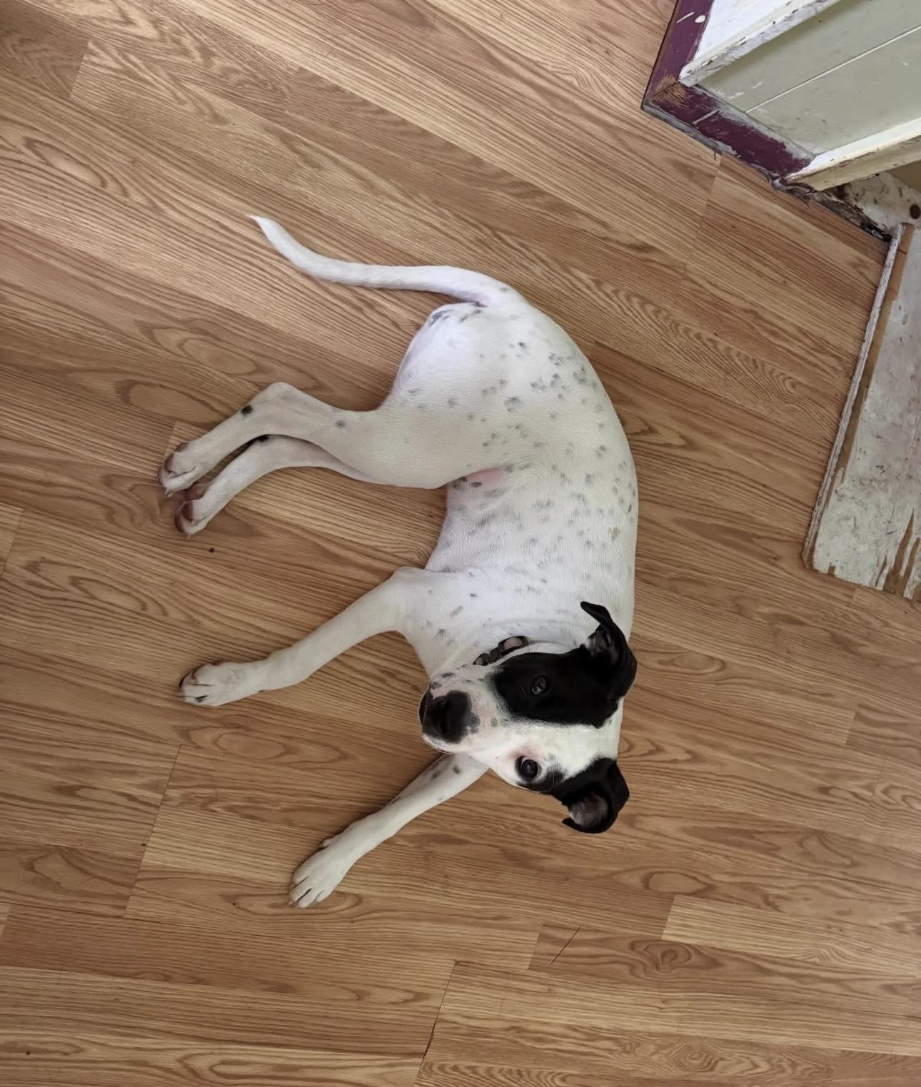 Dorothy, a ADOPTABLE mixed breed in South Amboy, NJ image 2/2