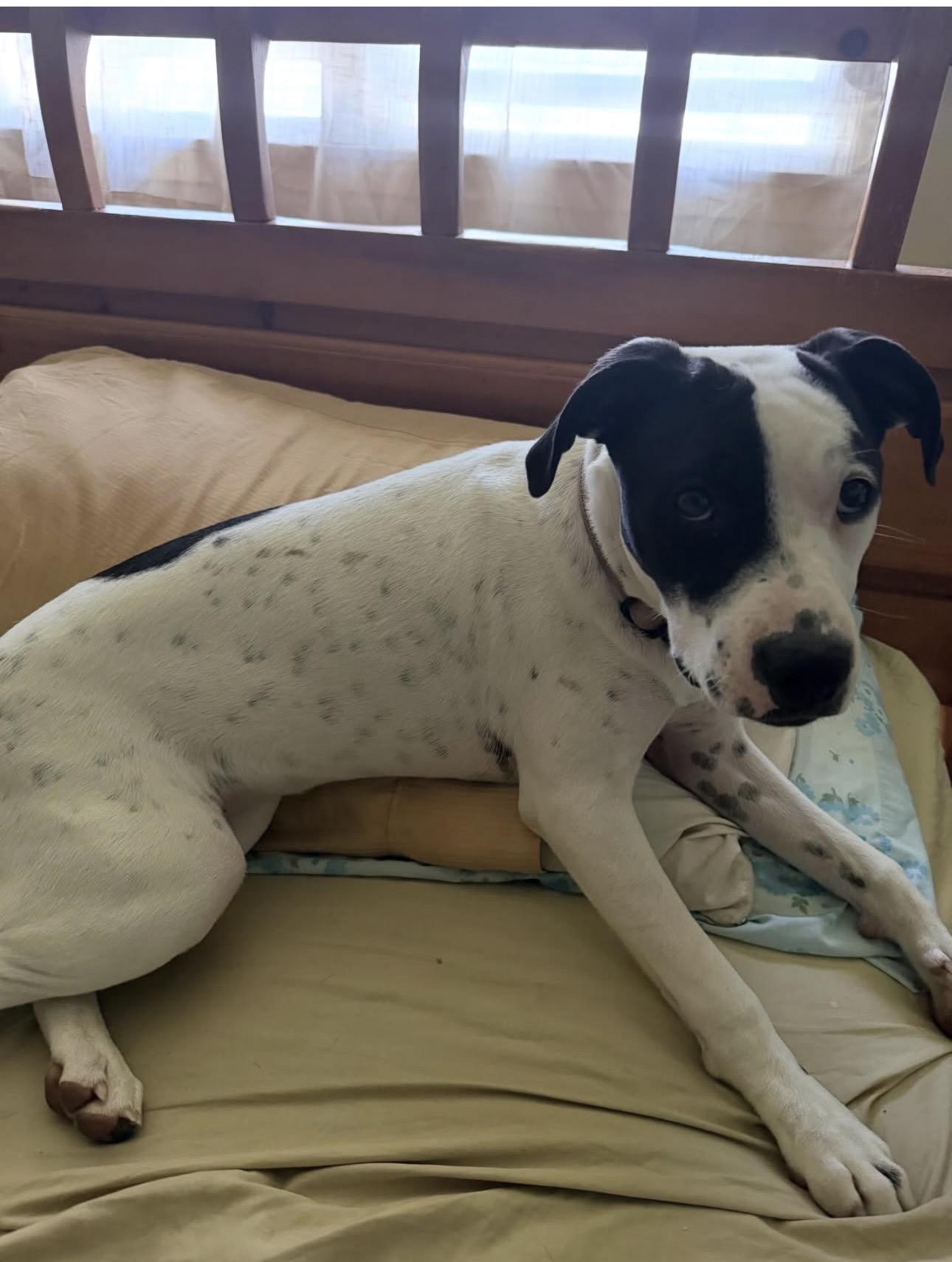 Dorothy, ADOPTABLE, Puppy Female Pit Bull Terrier.