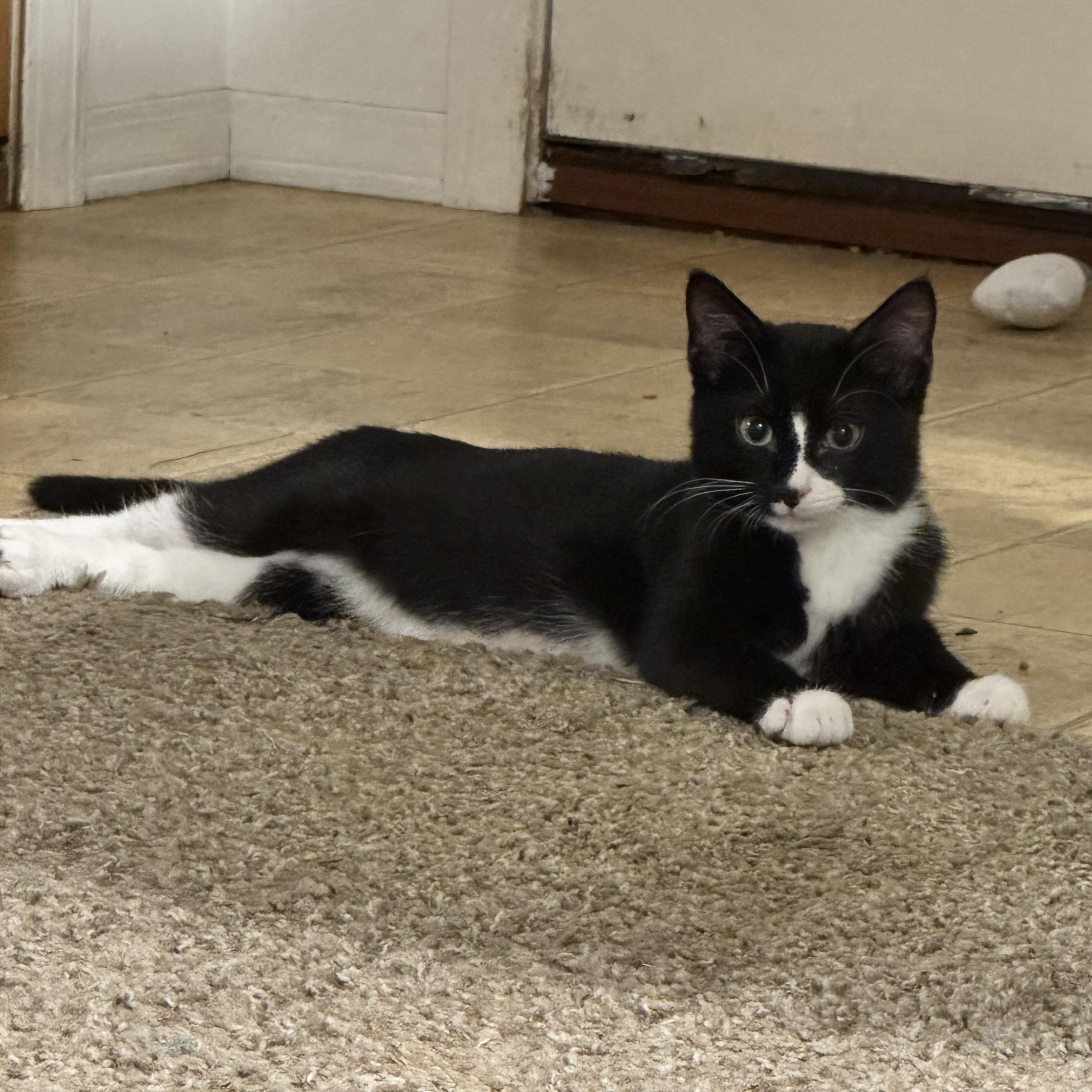 Enlarge Loki, a Adoptable Domestic Short Hair in Springfield, MO image 1/2
