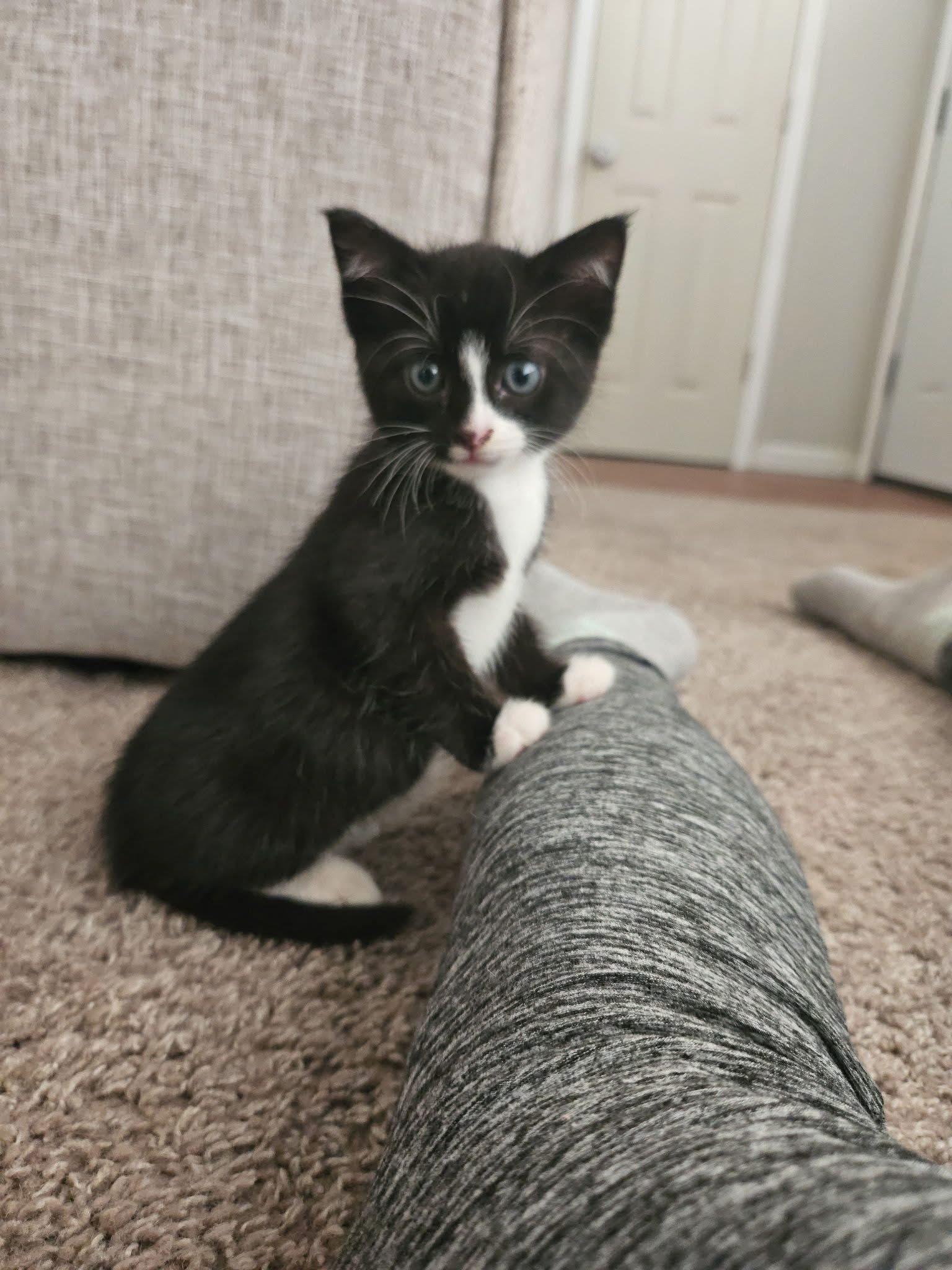 Enlarge Loki, a Adoptable Domestic Short Hair in Springfield, MO image 2/2