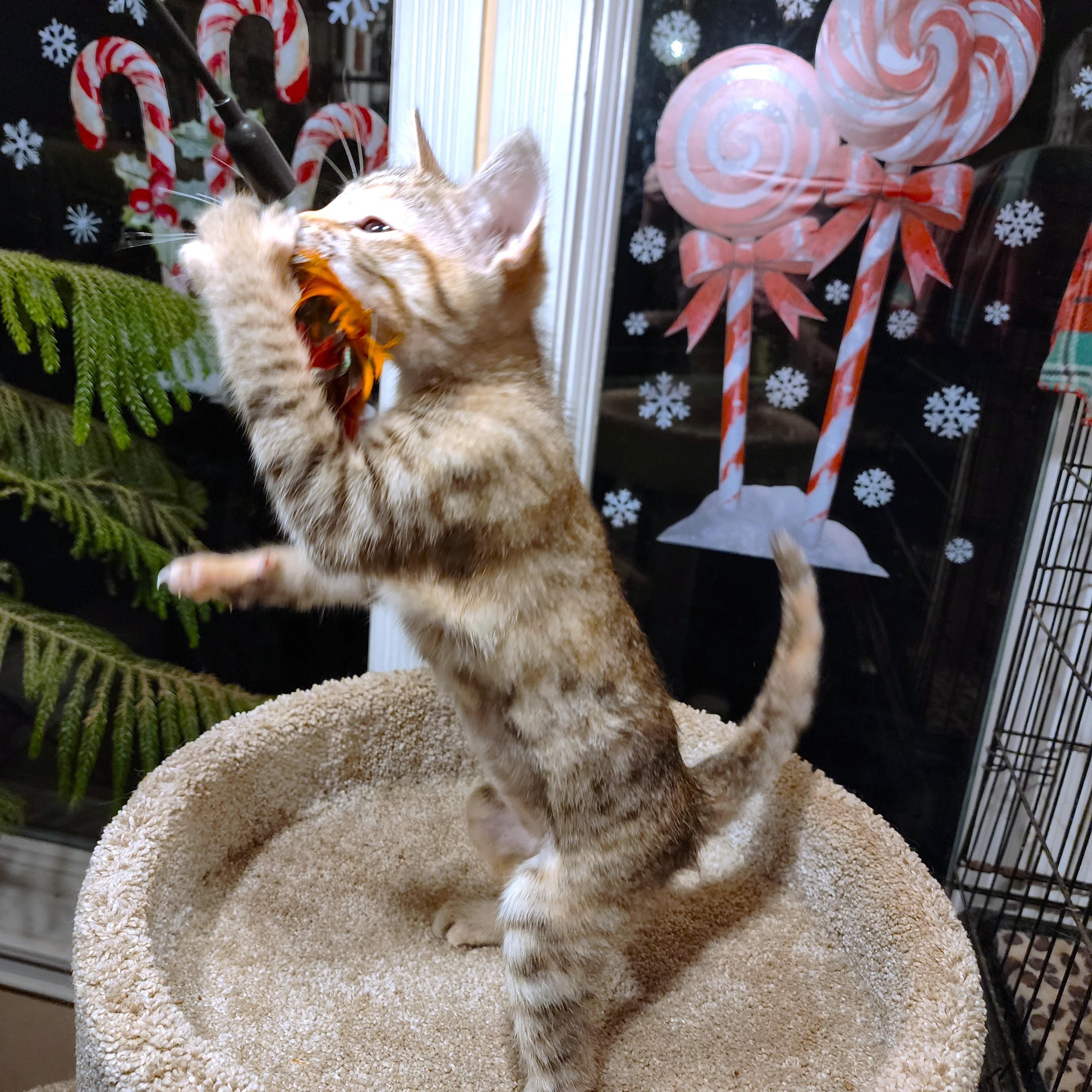 Petite Puddin' thumbnail 2