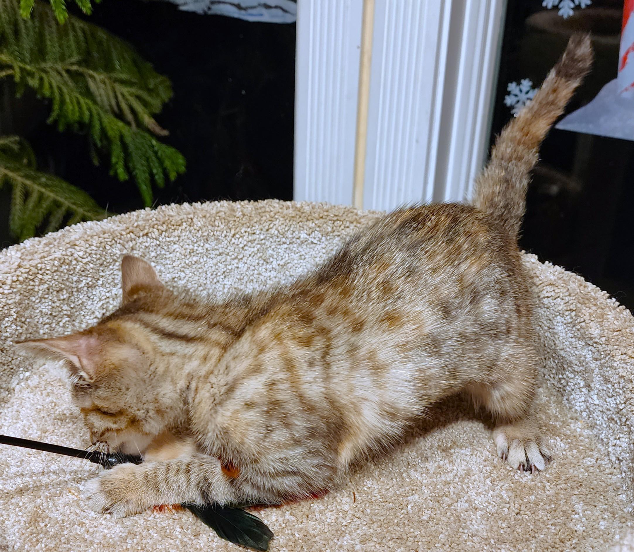 Petite Puddin' thumbnail 3