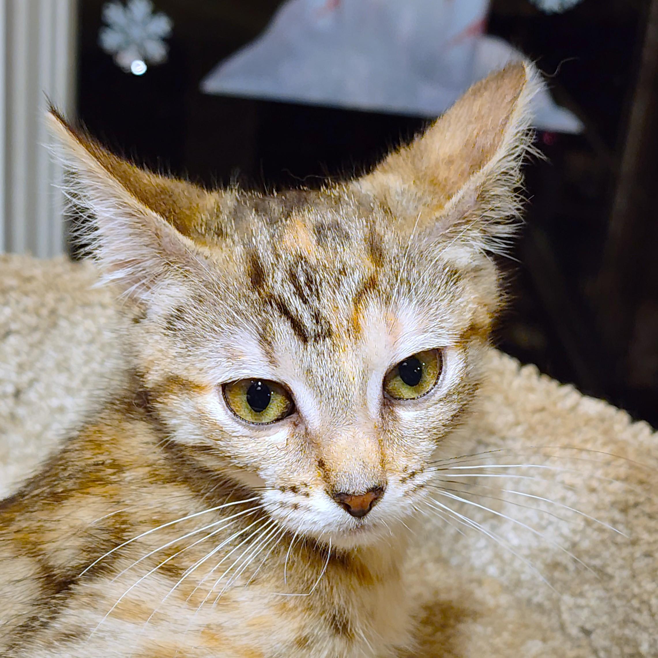 Petite Puddin' thumbnail 4