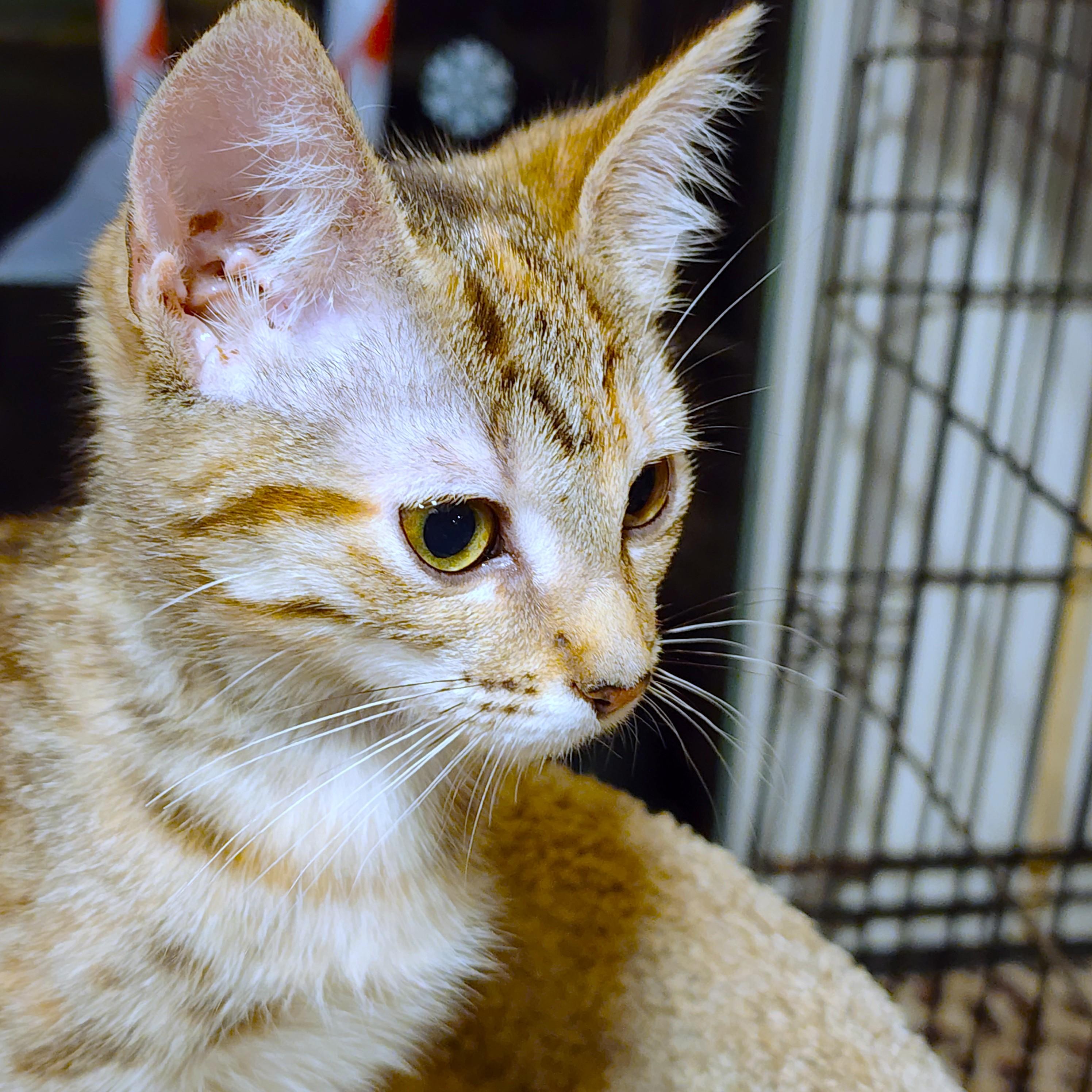 Petite Puddin' thumbnail 5