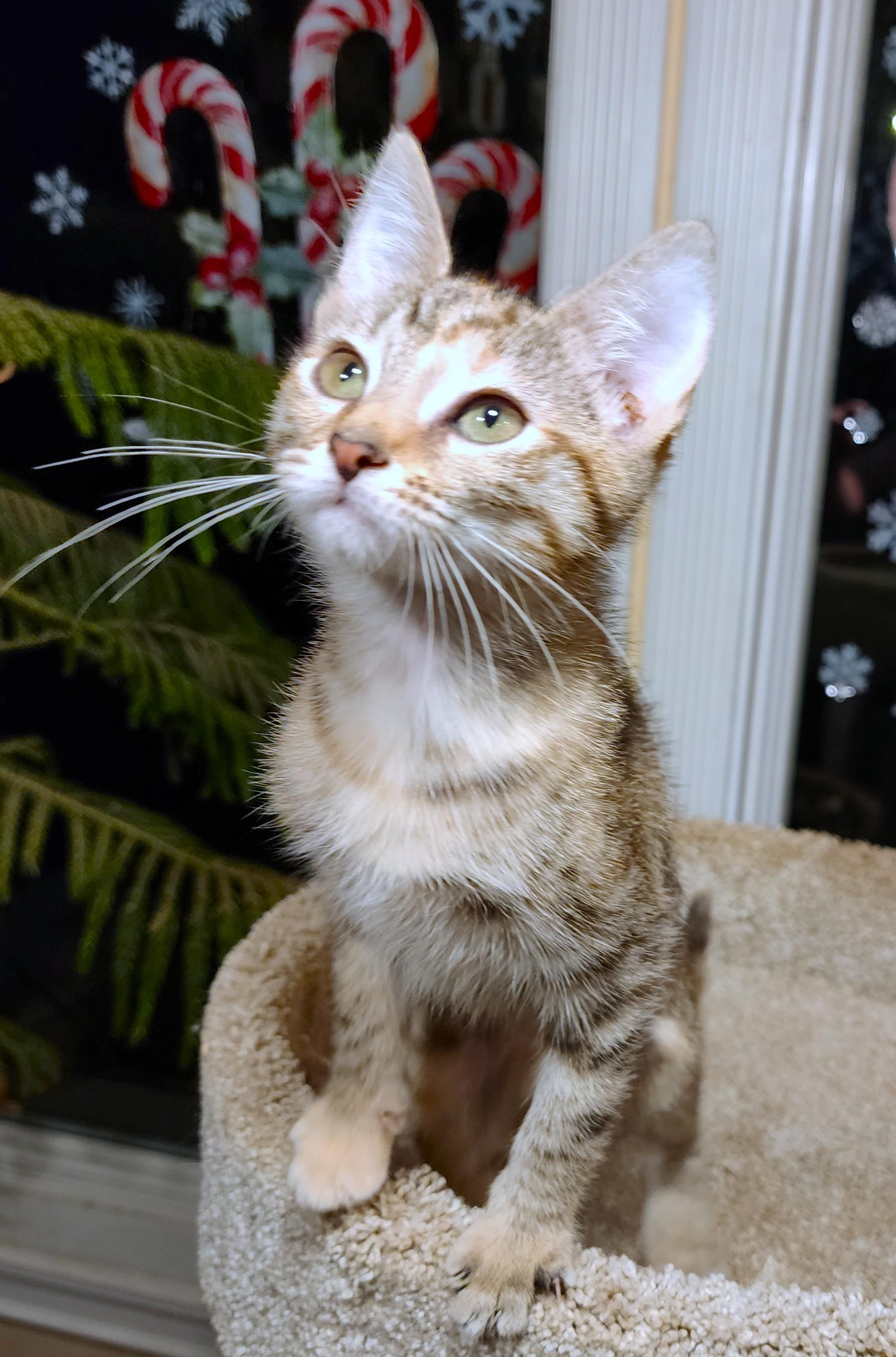 Petite Puddin' thumbnail 6