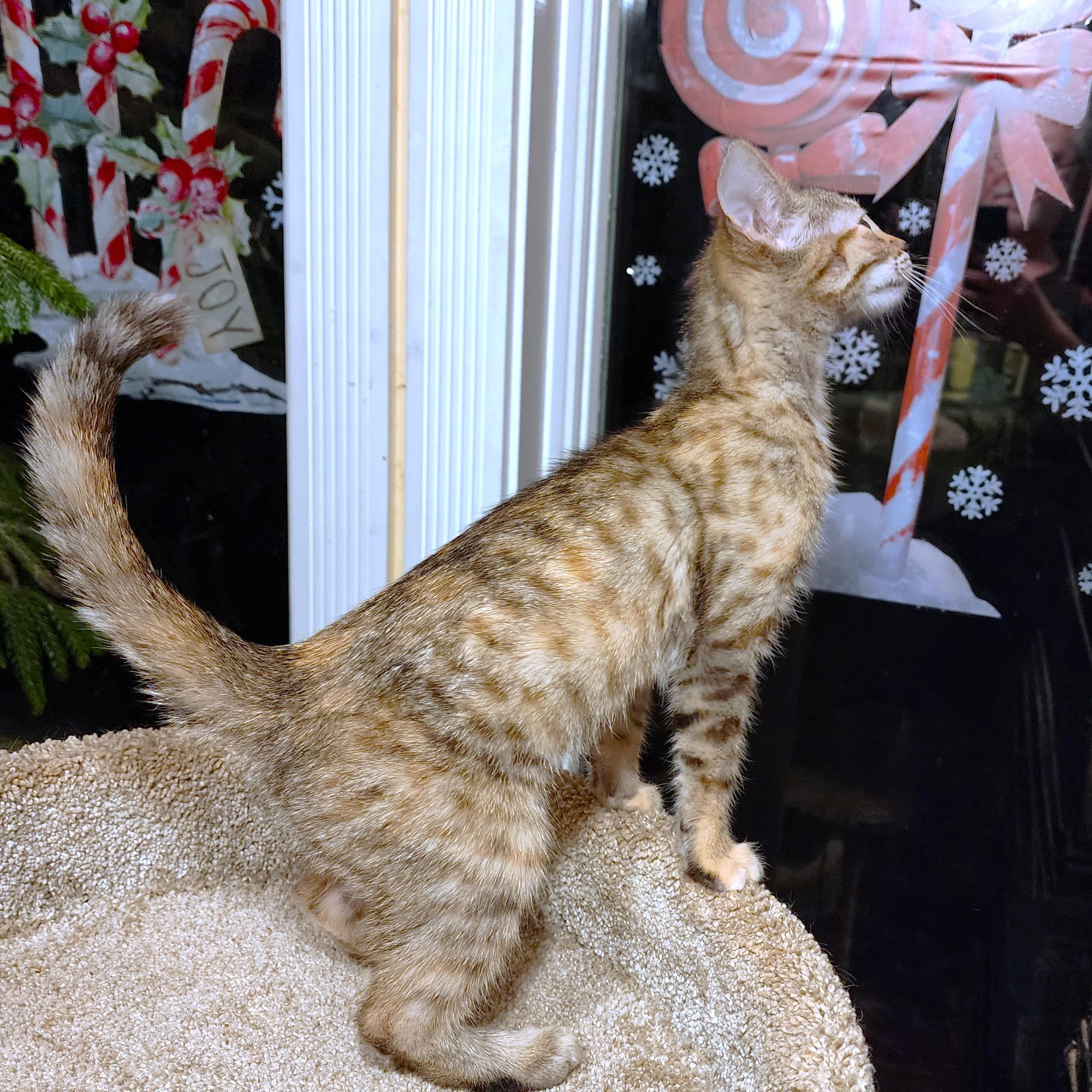 Petite Puddin' thumbnail 7