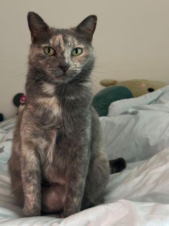 Eloise, ADOPTABLE, Young Female Torbie.