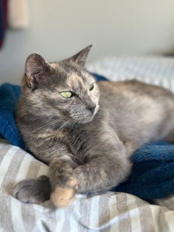 Eloise, a ADOPTABLE Torbie in Davis, CA image 3/3