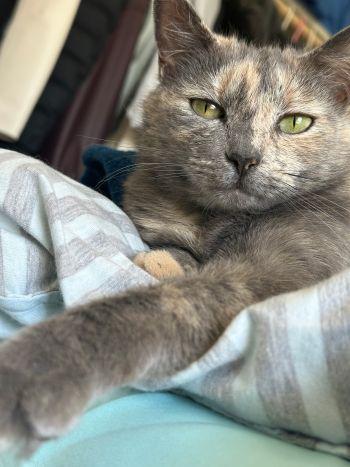 Eloise, a ADOPTABLE Torbie in Davis, CA image 2/3