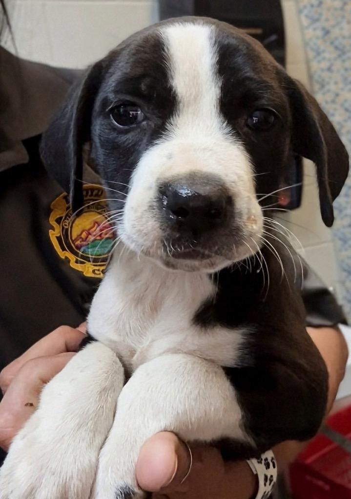 Valerie , Adoptable, Puppy Female Mixed Breed.
