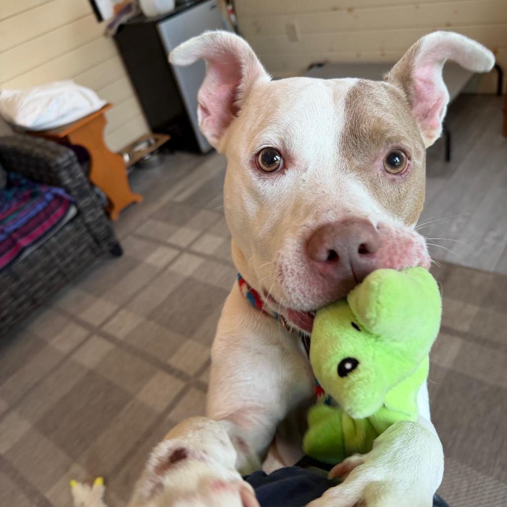 Oslo, Adoptable, Senior Male Pit Bull Terrier.