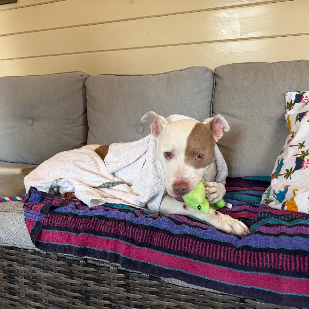 Enlarge Oslo, a Adoptable Pit Bull Terrier in Birdsboro, PA image 2/6