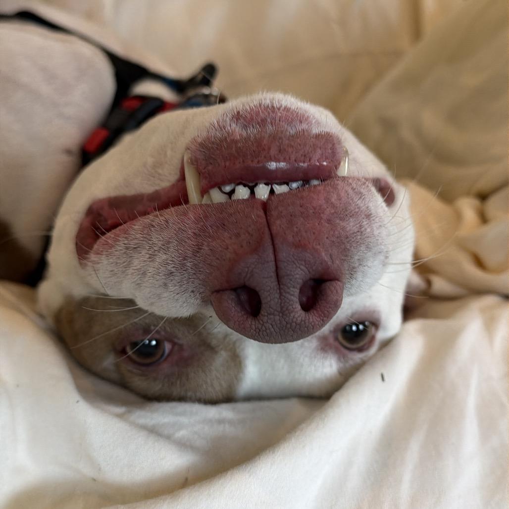 Enlarge Oslo, a Adoptable Pit Bull Terrier in Birdsboro, PA image 3/6