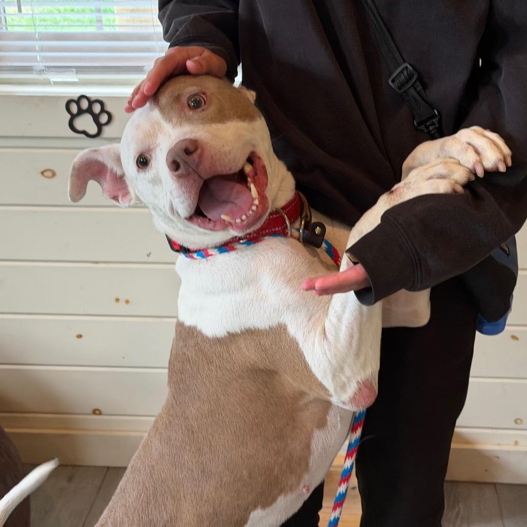 Enlarge Oslo, a Adoptable Pit Bull Terrier in Birdsboro, PA image 4/6