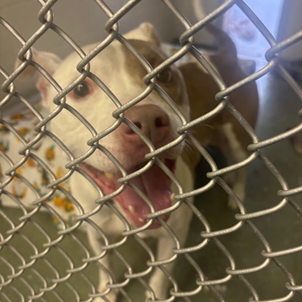 Enlarge Oslo, a Adoptable Pit Bull Terrier in Birdsboro, PA image 5/6