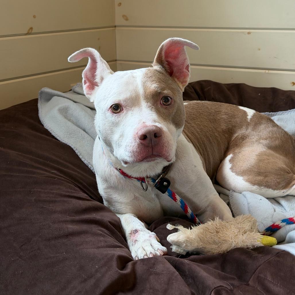 Enlarge Oslo, a Adoptable Pit Bull Terrier in Birdsboro, PA image 6/6
