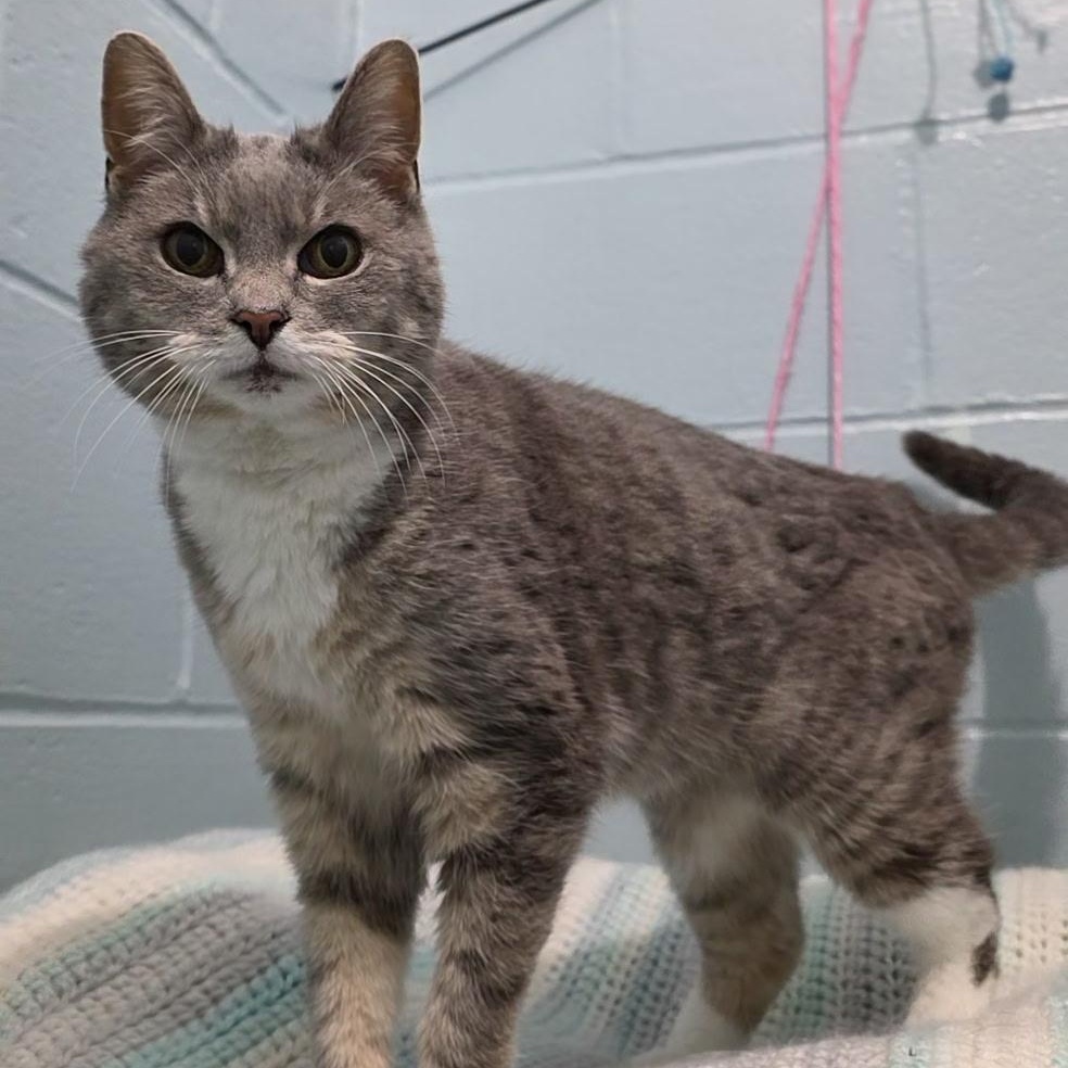 Enlarge Lotus, an adopted mixed breed in Smithtown, NY image 3/3