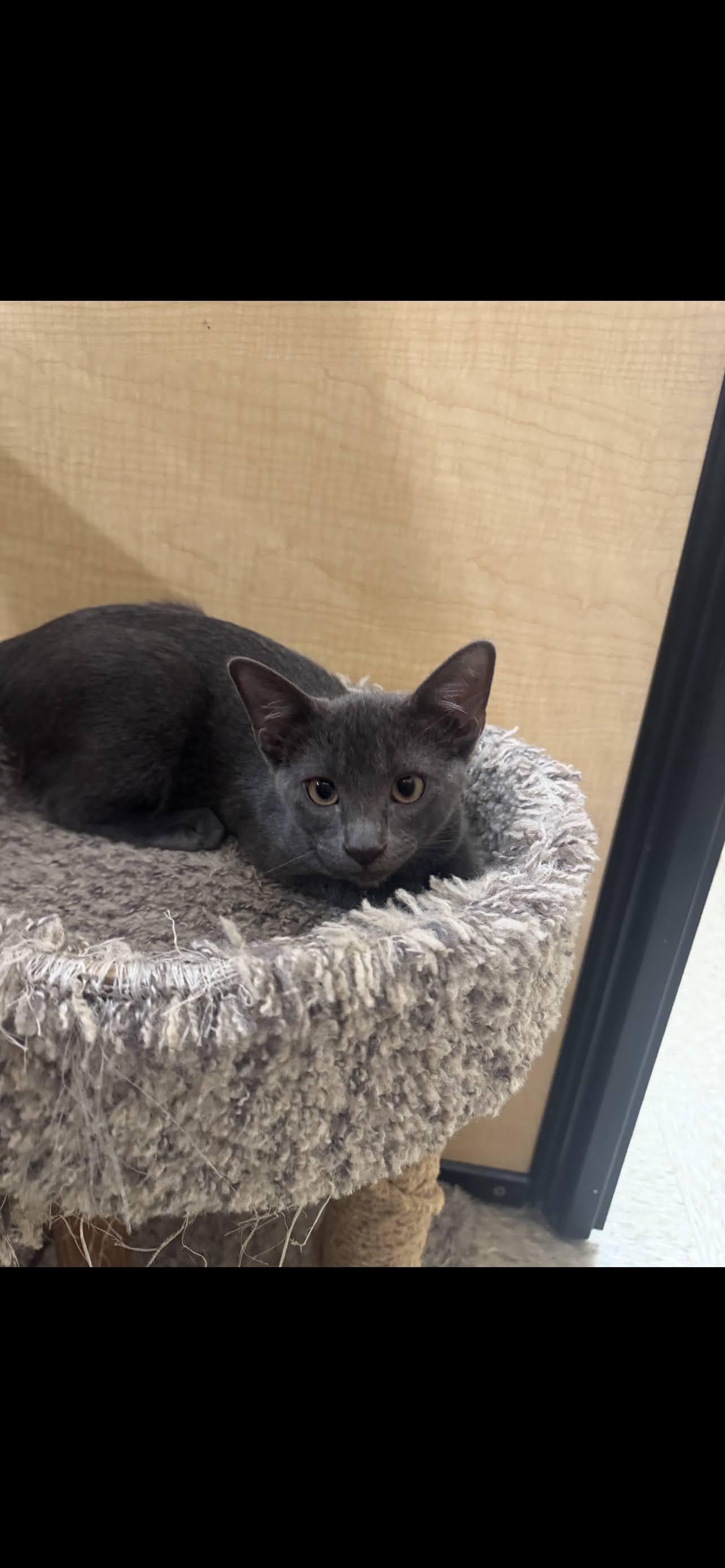 Matthew, a ADOPTABLE Domestic Short Hair in Arlington, TX image 3/3