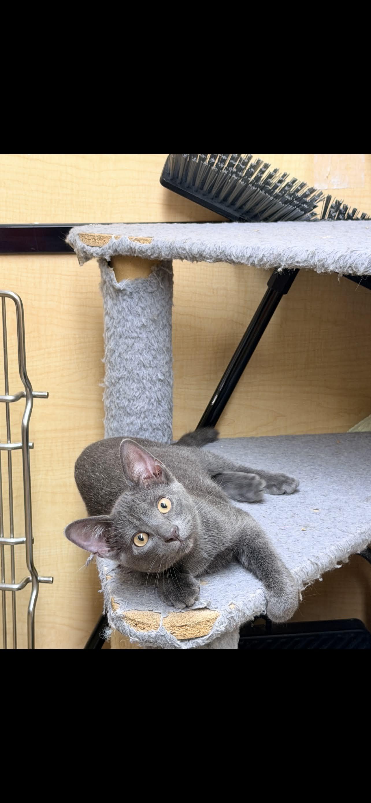 Matthew, ADOPTABLE, Young Male Domestic Short Hair.