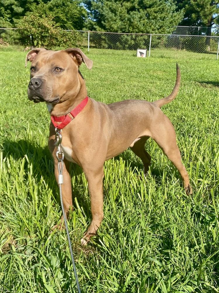 Enlarge Bear Bryant, a Adoptable mixed breed in Milton, DE image 1/6