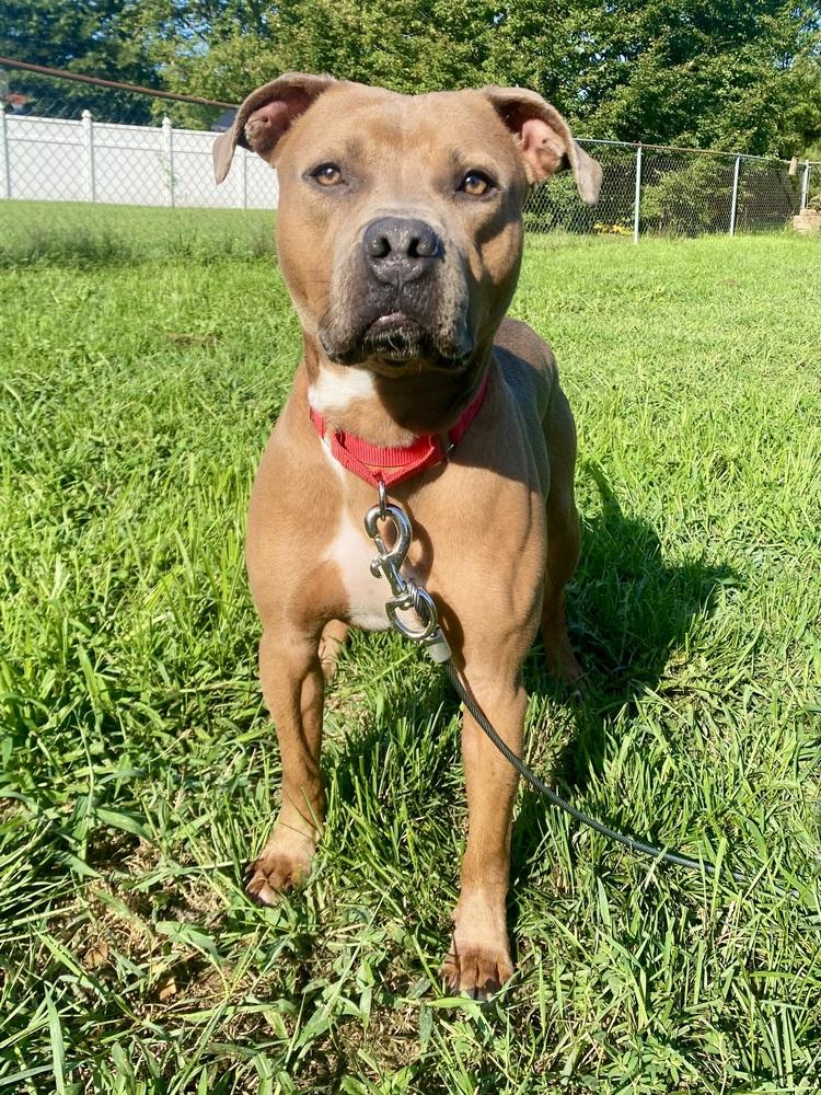 Enlarge Bear Bryant, a Adoptable mixed breed in Milton, DE image 2/6