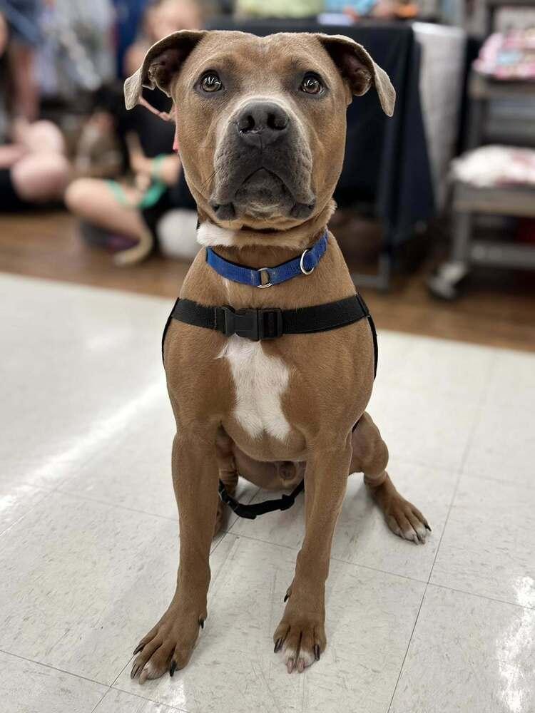 Bear Bryant, a Adoptable mixed breed in Milton, DE image 1/3