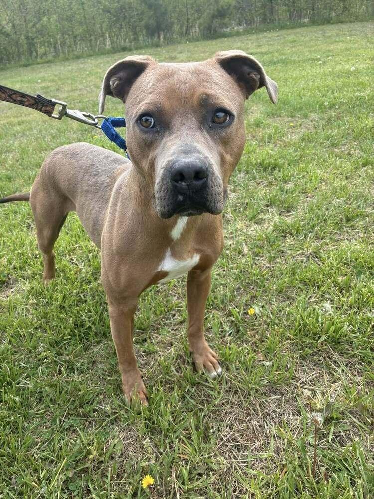 Bear Bryant, a Adoptable mixed breed in Milton, DE image 2/3