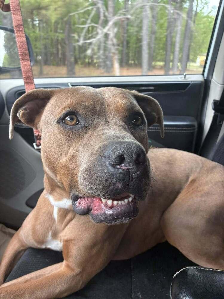 Bear Bryant, a Adoptable mixed breed in Milton, DE image 3/3