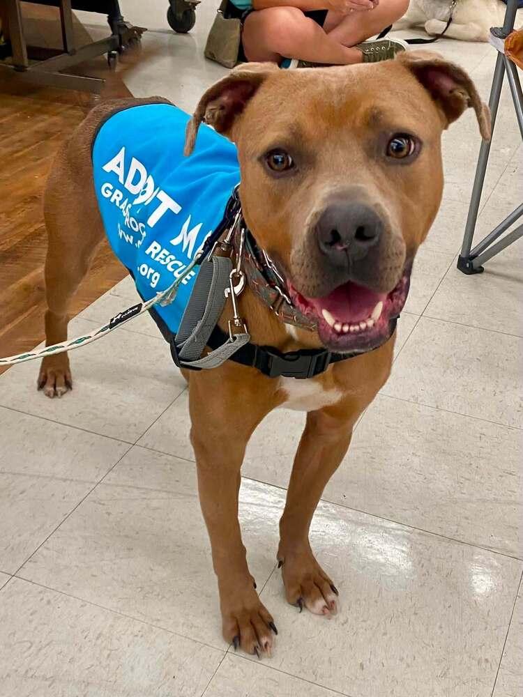Enlarge Bear Bryant, a Adoptable mixed breed in Milton, DE image 4/5