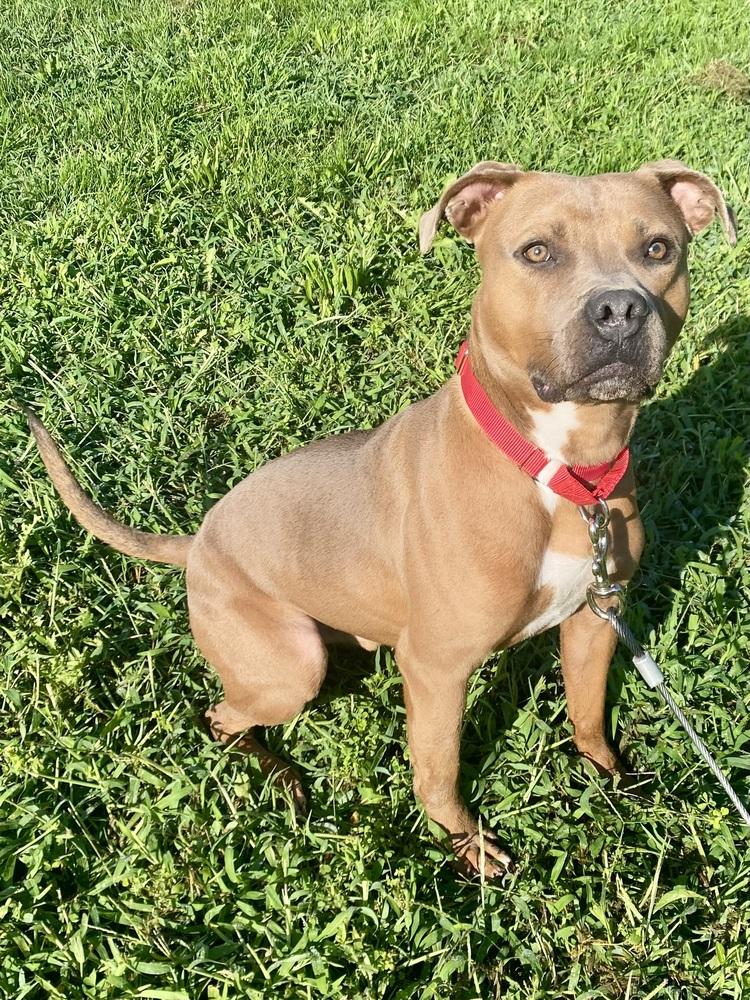 Enlarge Bear Bryant, a Adoptable mixed breed in Milton, DE image 3/6