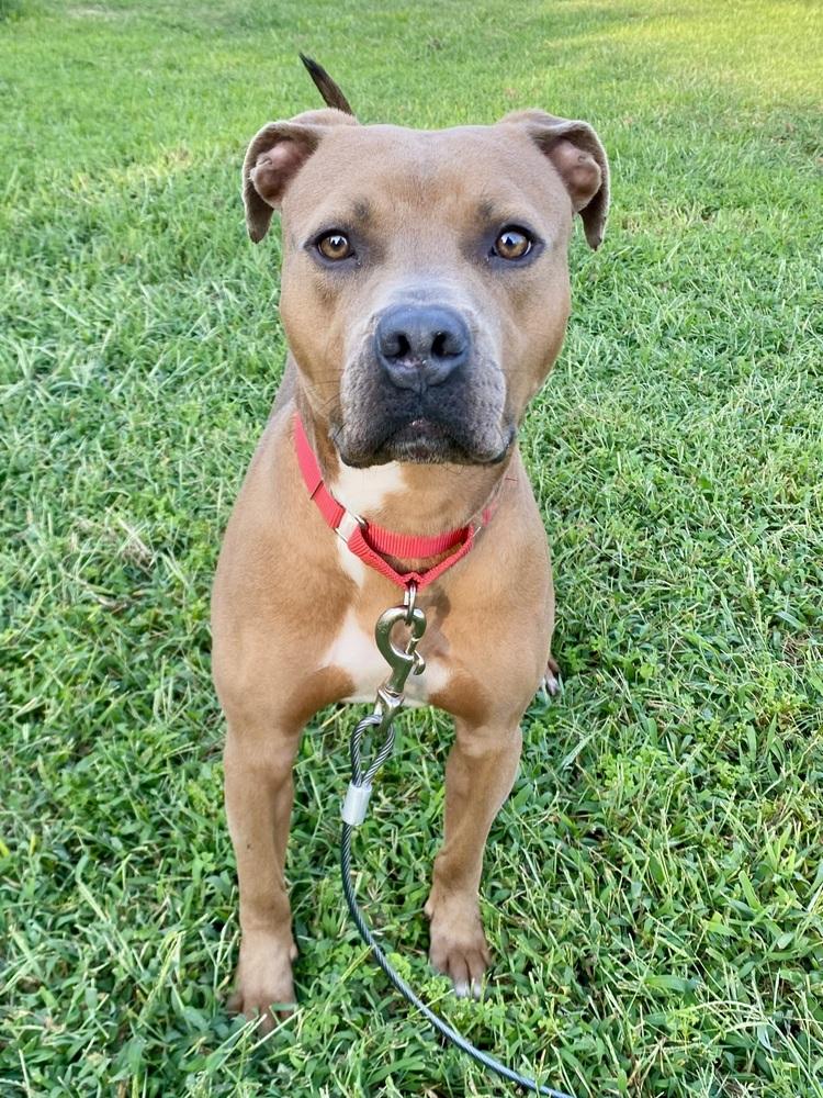 Enlarge Bear Bryant, a Adoptable mixed breed in Milton, DE image 4/6