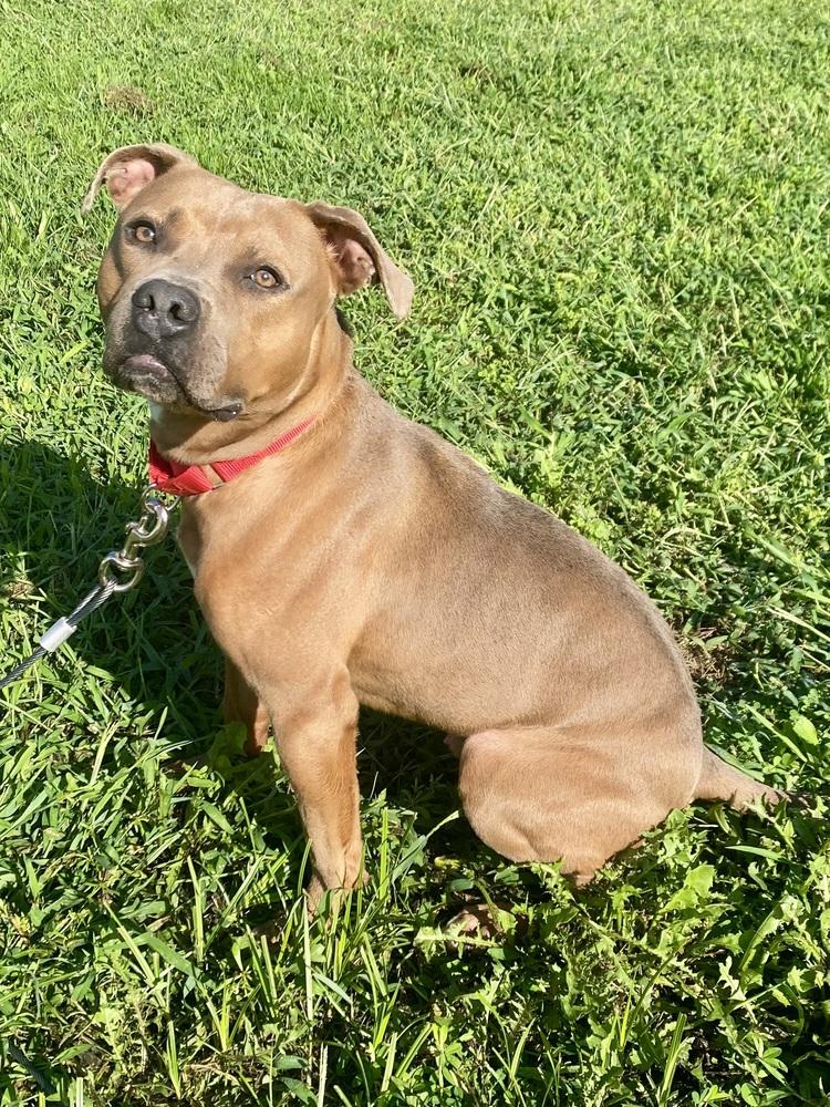 Enlarge Bear Bryant, a Adoptable mixed breed in Milton, DE image 5/6