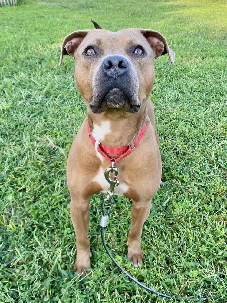 Enlarge Bear Bryant, a Adoptable mixed breed in Milton, DE image 6/6