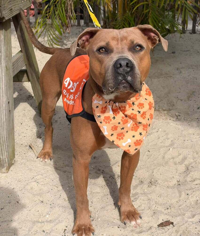 Enlarge Bear Bryant, a Adoptable mixed breed in Milton, DE image 4/4