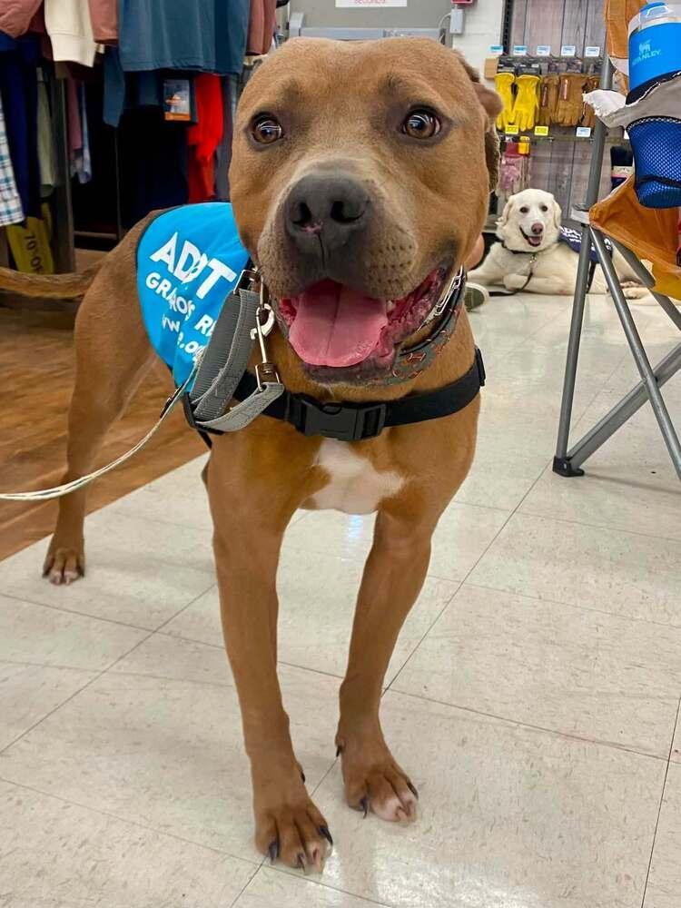 Enlarge Bear Bryant, a Adoptable mixed breed in Milton, DE image 5/5