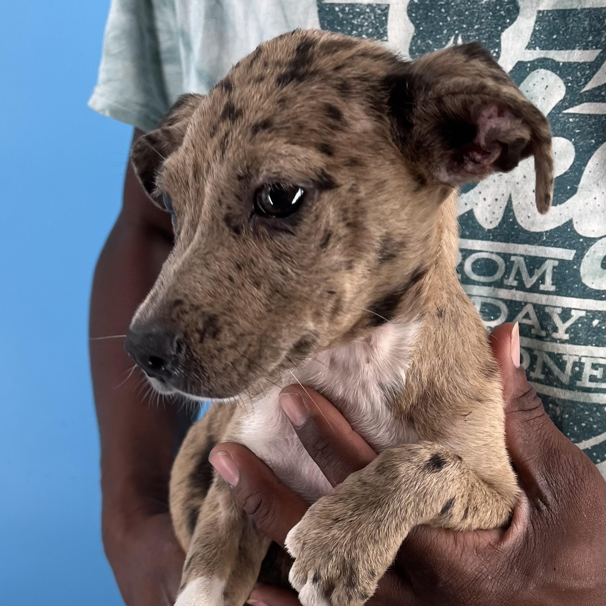 Ginger - Local Sept 26-28