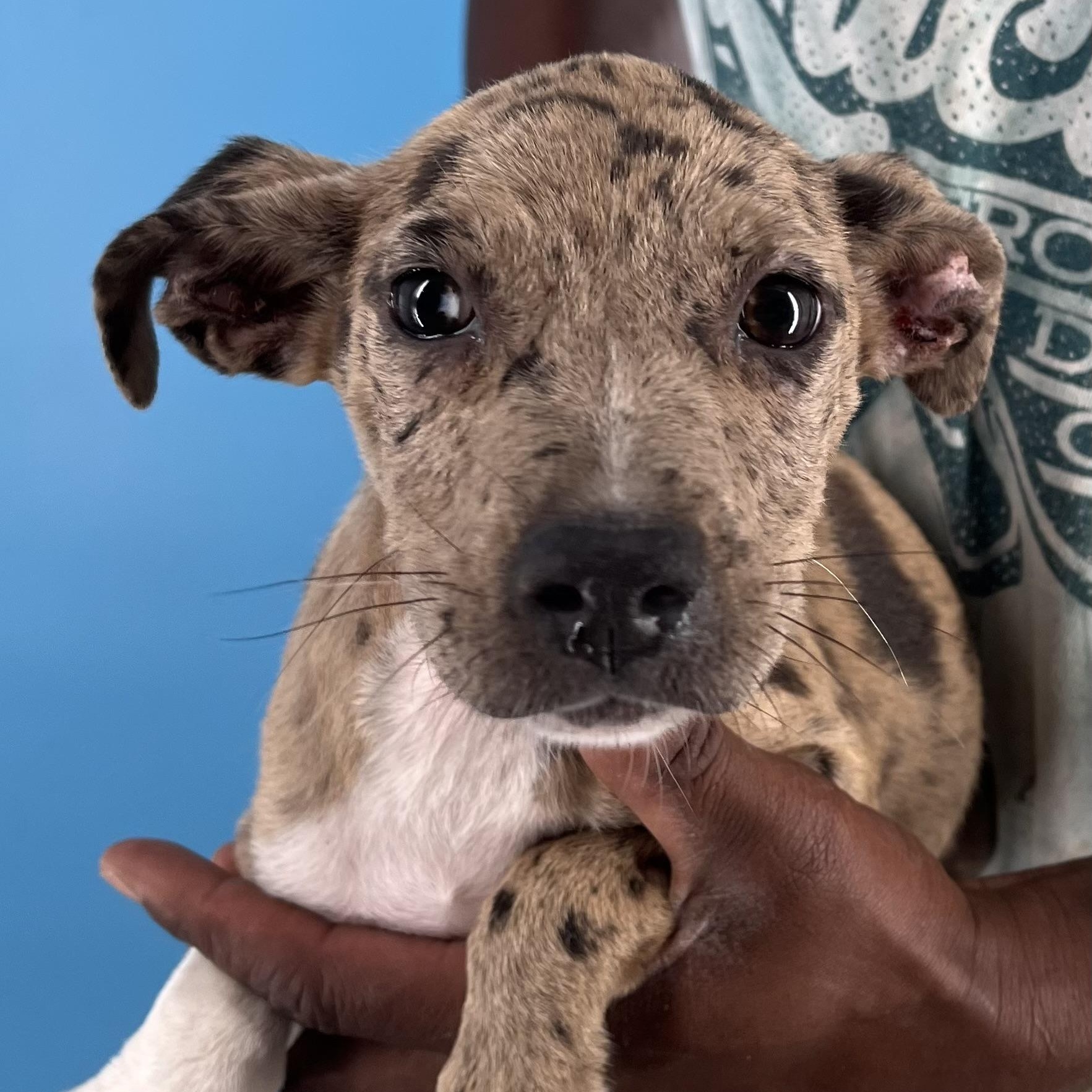 Ginger - Local Sept 26-28