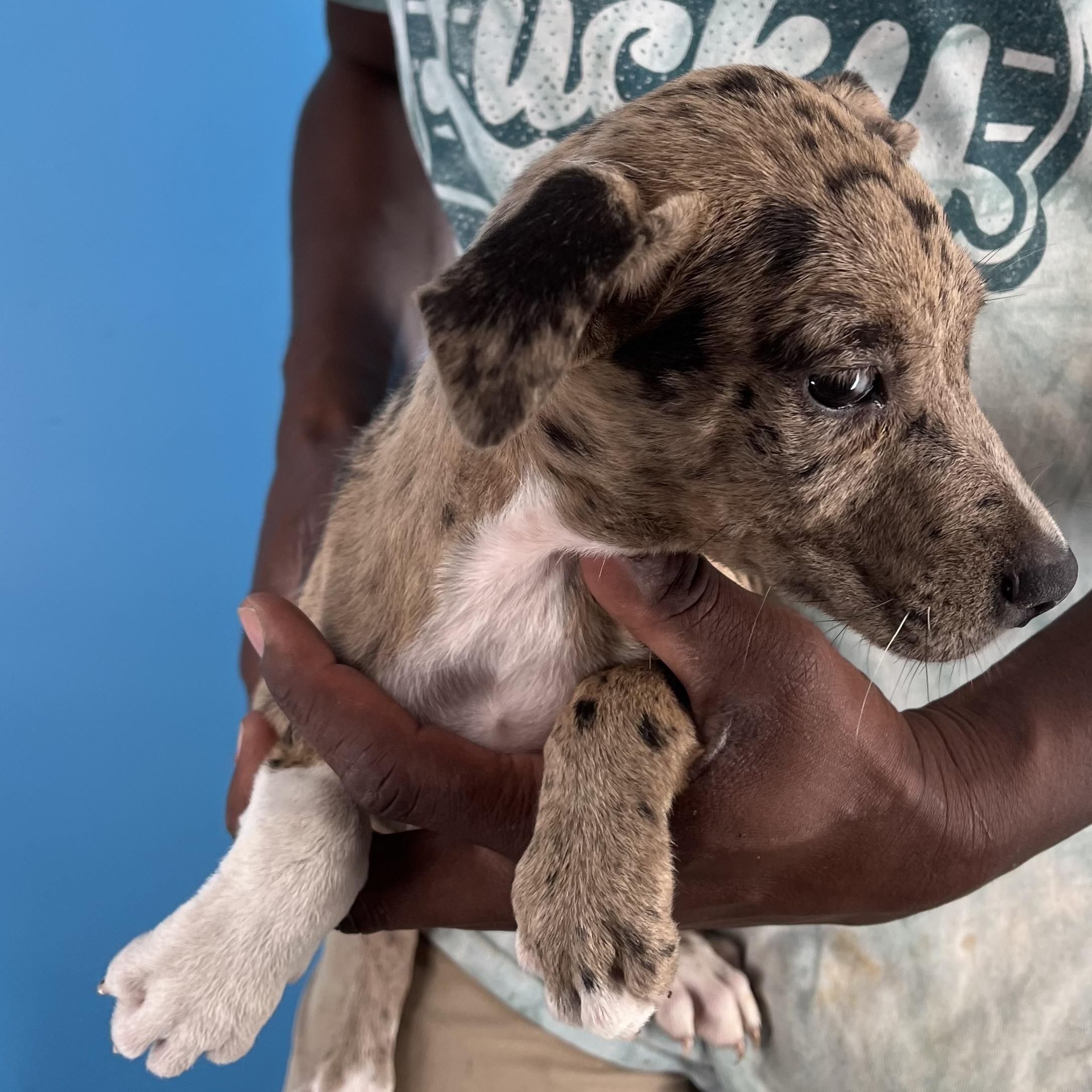 Ginger - Local Sept 26-28