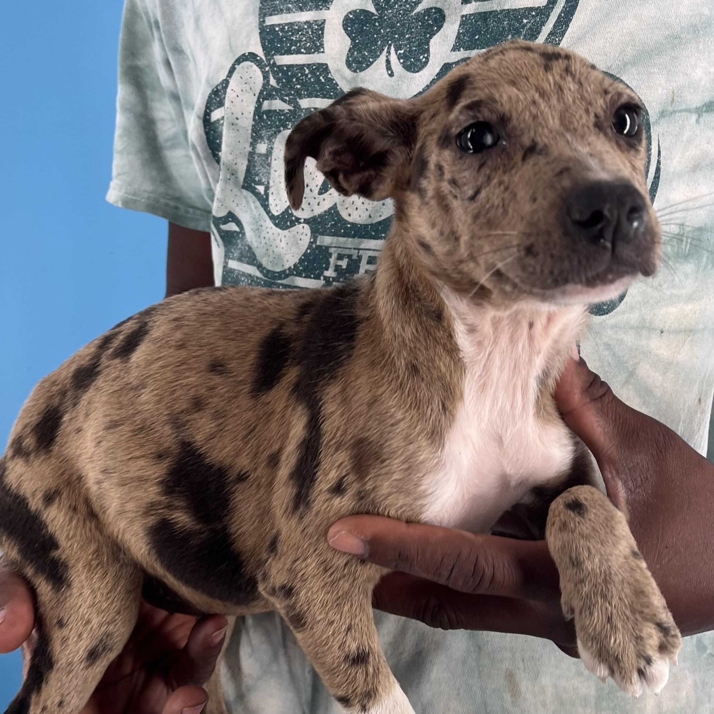 Ginger - Local Sept 26-28